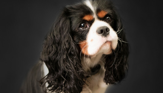 Profilbild von Edda Agenturhund