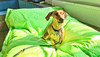 Kleiner Hund auf grünem Sitzsack