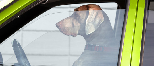 ein Hund sitzt auf dem Fahrersitz eines Autos