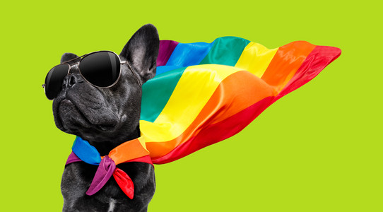 ein kleiner Hund mit Regenbogenumhang und Sonnenbrille